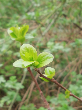 绿芽