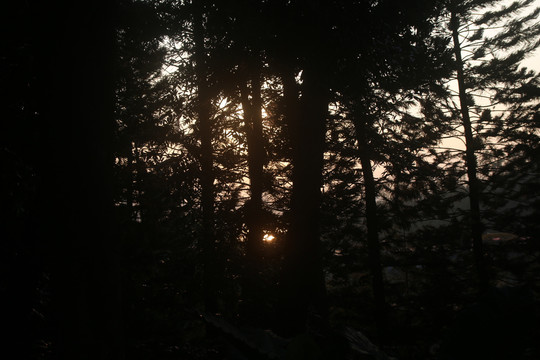 落日的树林