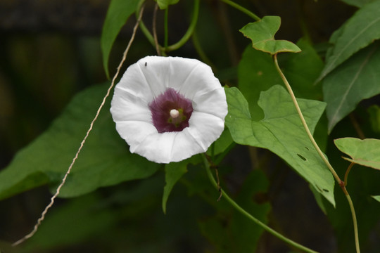 牵牛花