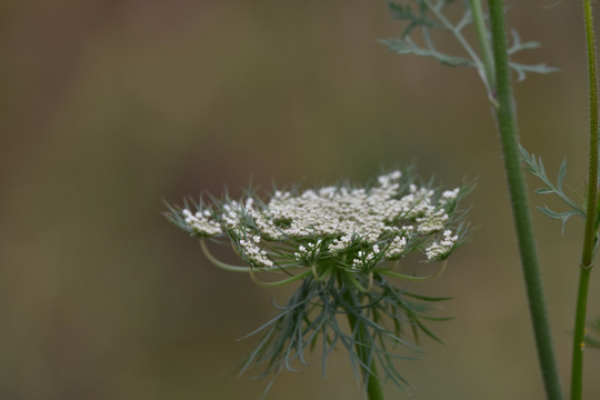 鲜花