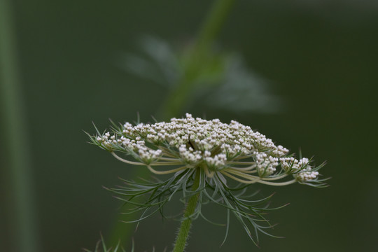 鲜花