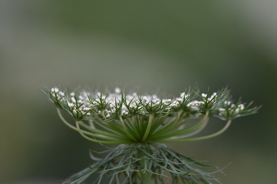 鲜花