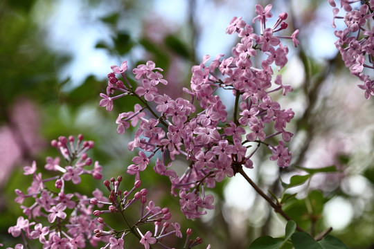 丁香花