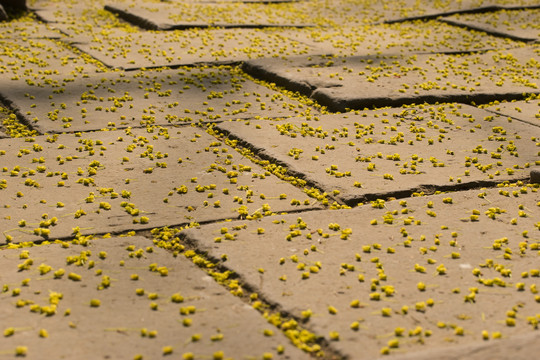 地上的黄花