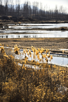 秋色大河河畔的芦苇