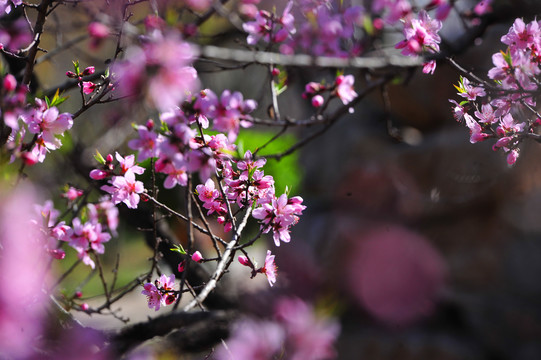 粉色桃花