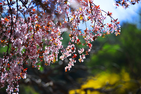 李子树