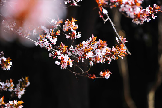 红叶李树花