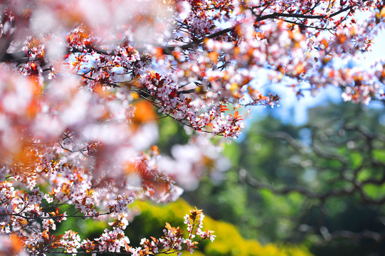 李子花