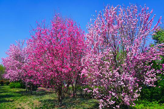 春天植物园盛开的花树