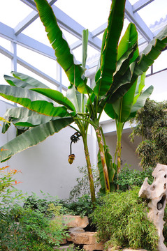 植物温室