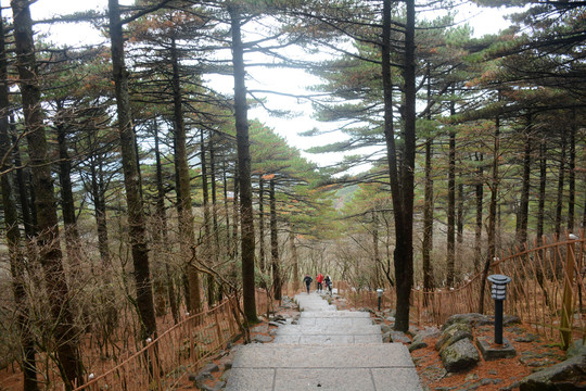 登山道