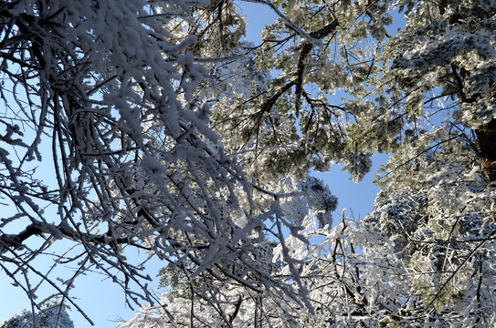 雪树