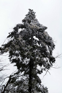 挂满雪的树