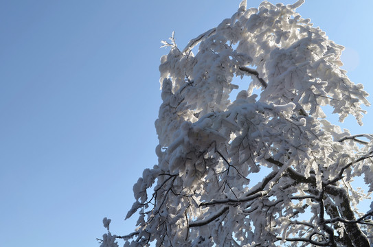 雪松