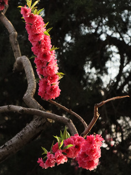 碧桃花