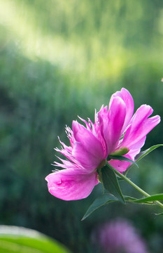 芍药红色