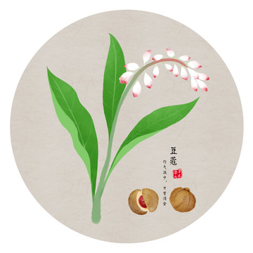 手繪豆蔻