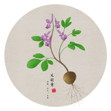 手繪延胡索