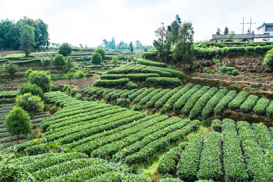 牛碾坪茶园