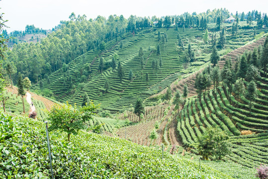 牛碾坪茶山