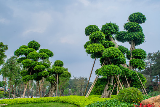 园林树木造型