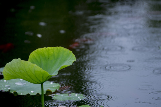 雨中荷塘