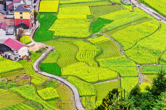 台回山风光