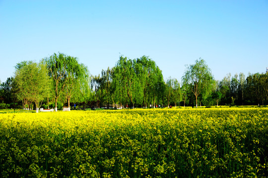 京城油菜花