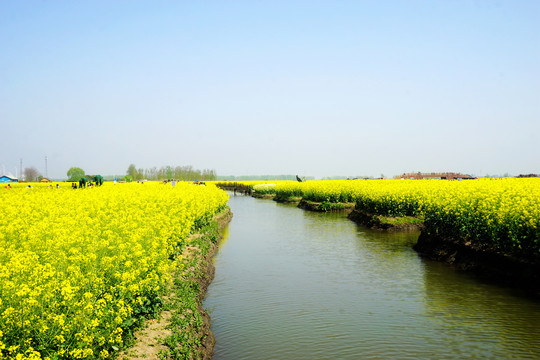 垛田油菜花