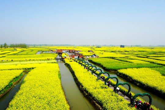 垛田油菜花