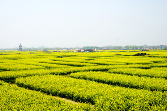 垛田油菜花