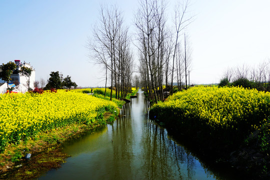 乡村油菜花