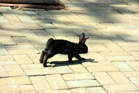 奔跑的小黑兔