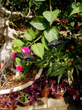 花丛中两只漂亮的花蝴蝶