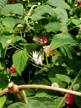 花丛中美丽的白色花蝴蝶