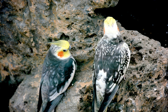 两只黄头灰色鹦鹉