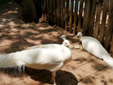 两只漂亮的白孔雀