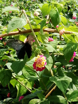 马缨丹花丛中舞动的黑蝴蝶