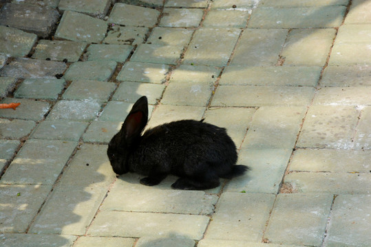 觅食的小黑兔