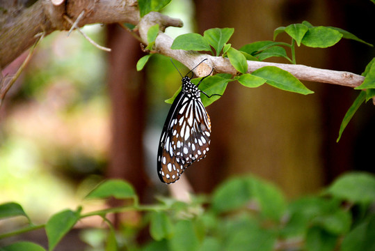 树枝上一只漂亮的黑白花蝴蝶