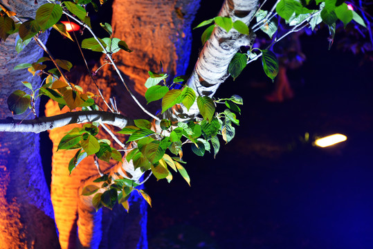 夜晚灯光下的绿树