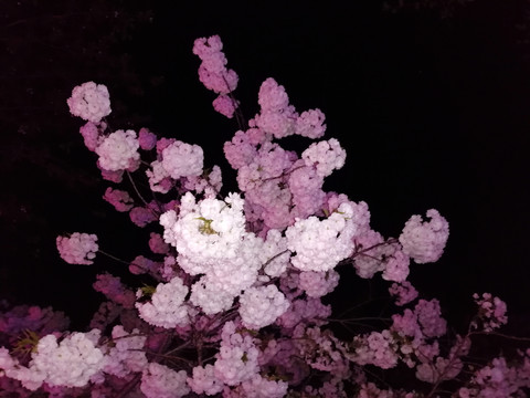 夜晚花团锦簇的樱花