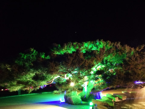 夜晚伞状的大松树