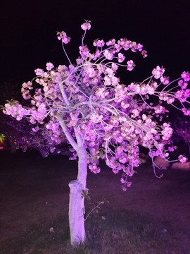 夜晚盛开的粉色樱花树
