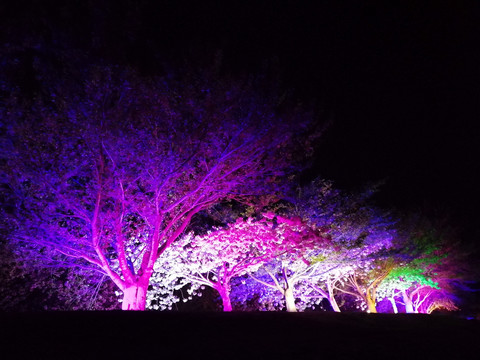 夜游樱花园别有一番景致