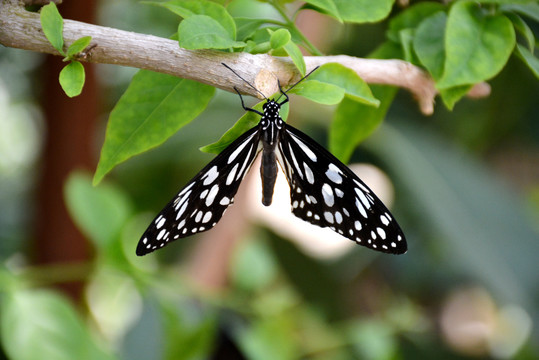 一只白色斑点的美丽蝴蝶