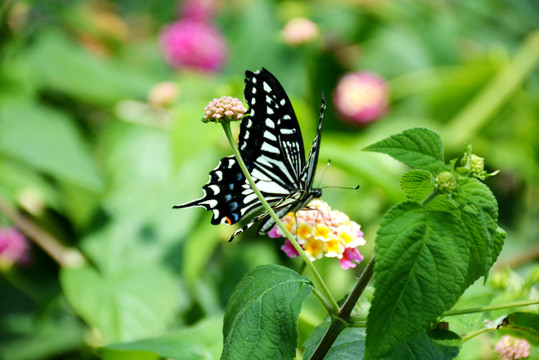花朵上小憩的黑白花蝴蝶