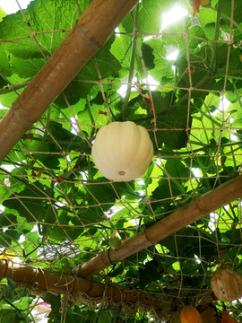 藤蔓下一个白色的太空瓜