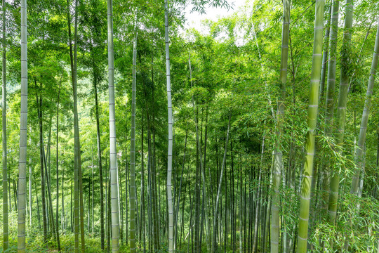 竹子